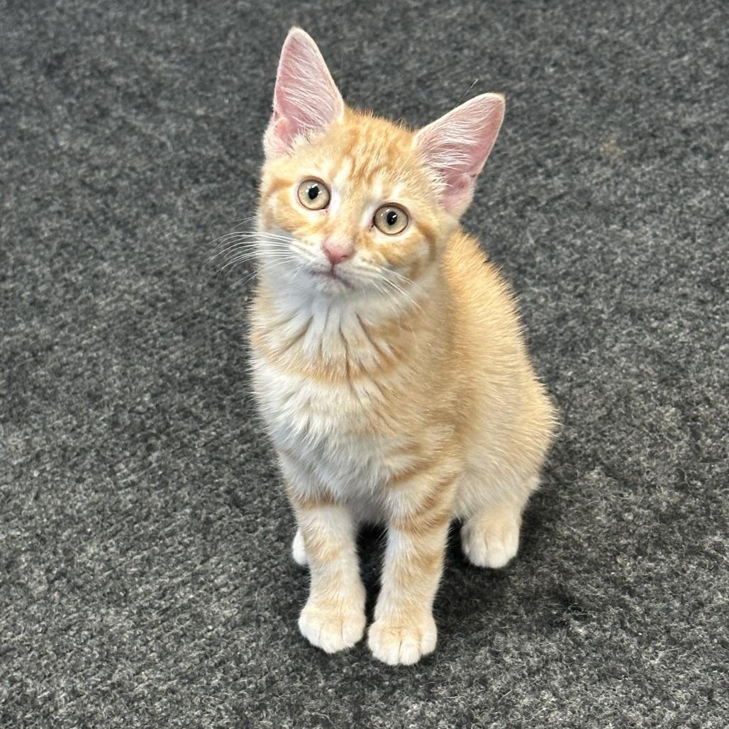 Regina, Adoptable, Kitten Female Domestic Short Hair.