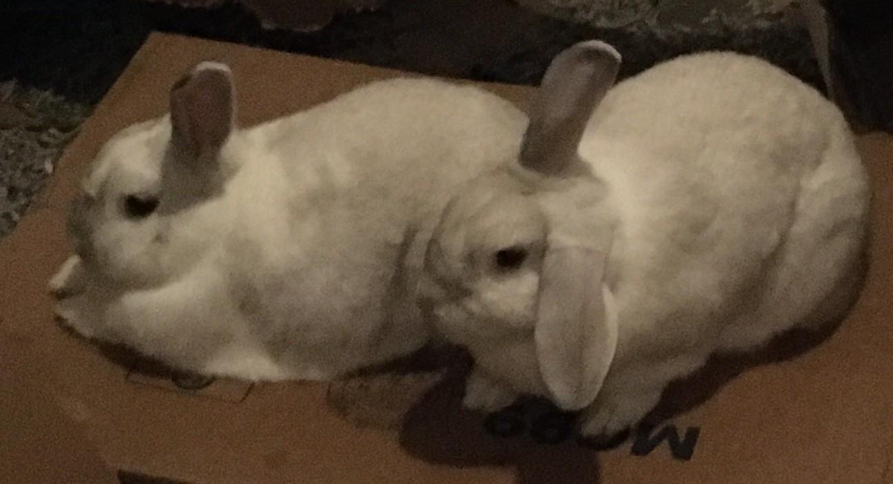 Enlarge Mona and Lisa- Courtesy Post, a ADOPTABLE Mini Lop in Medfield, MA image 4/4