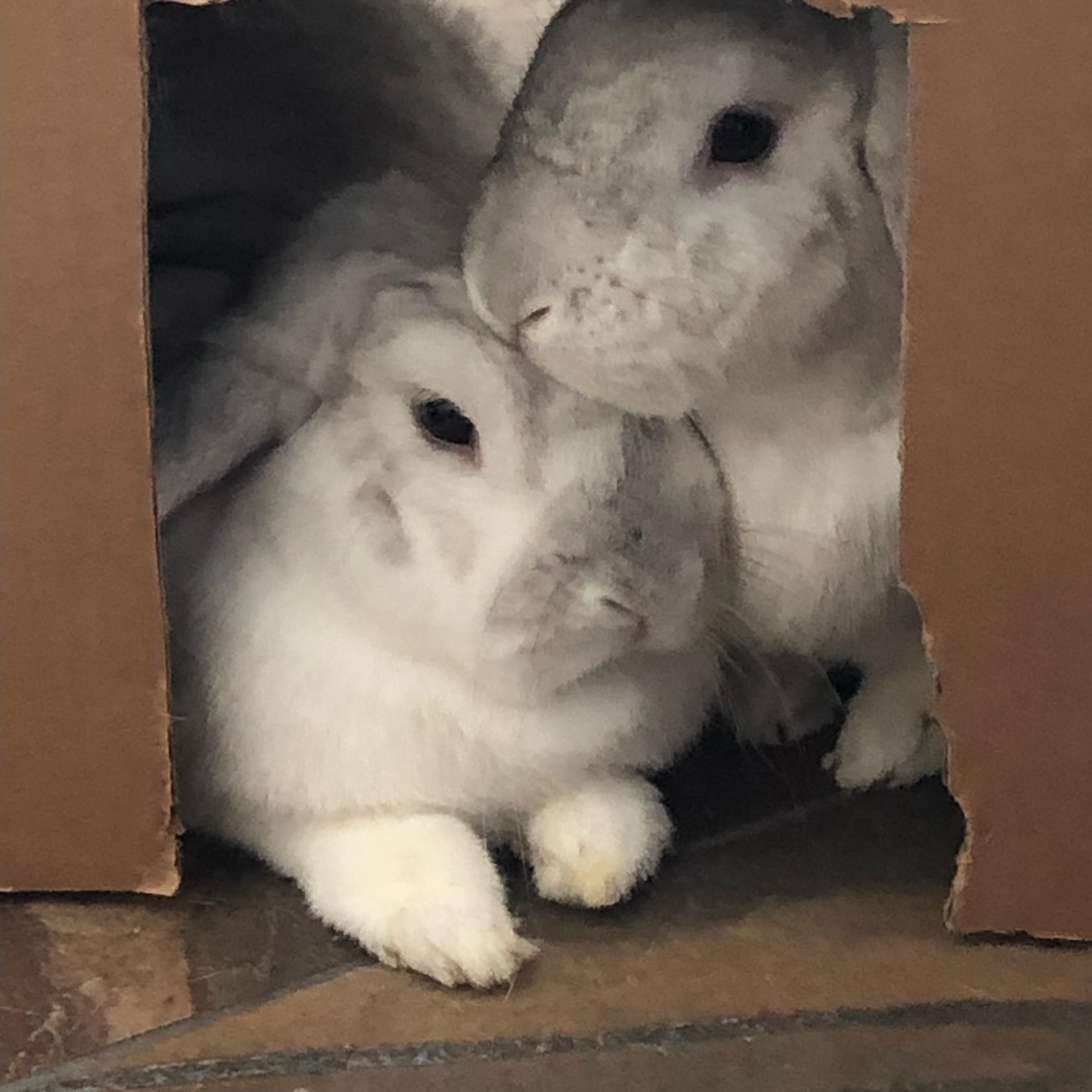 Mona and Lisa- Courtesy Post, ADOPTABLE, Adult Female Mini Lop.