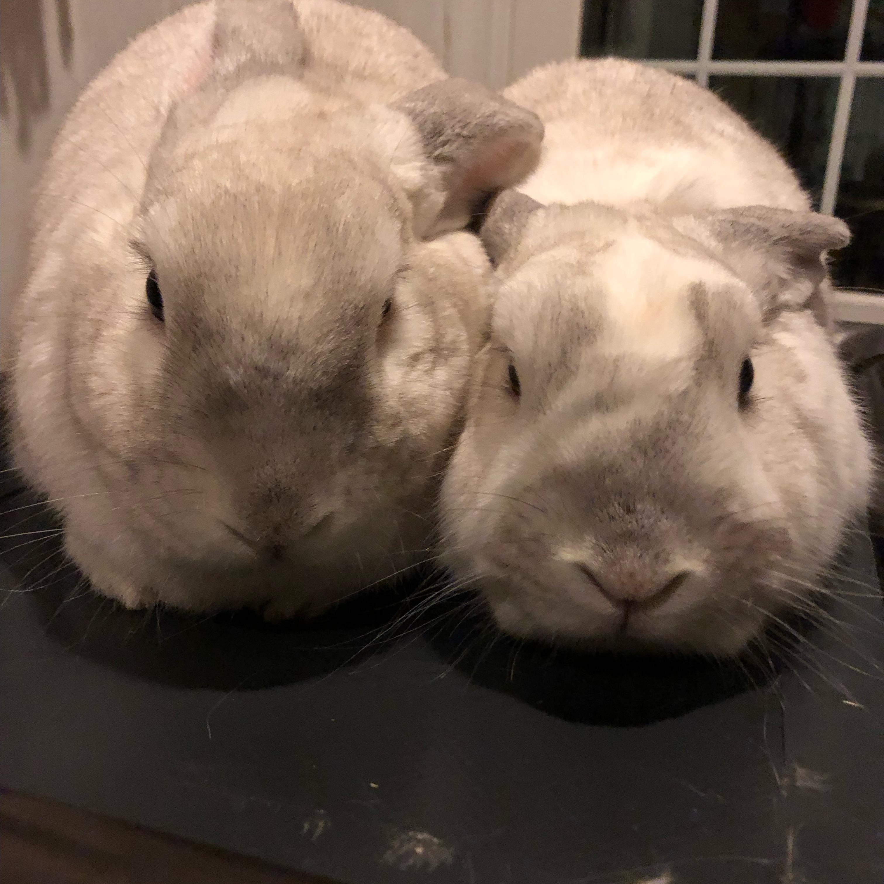 Enlarge Mona and Lisa- Courtesy Post, a ADOPTABLE Mini Lop in Medfield, MA image 3/4
