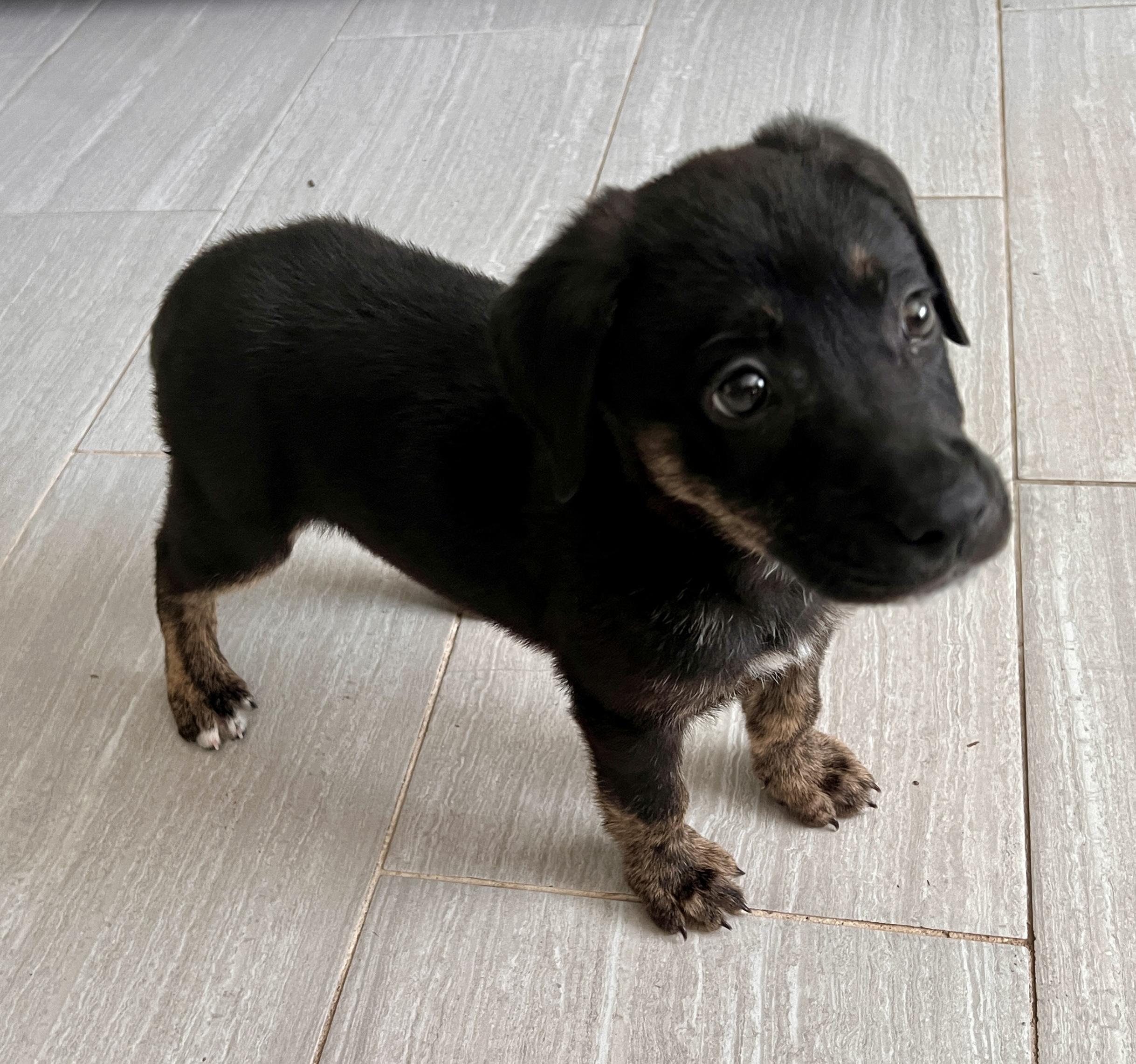 Pippa, an adopted mixed breed in Maitland, FL image 1/3