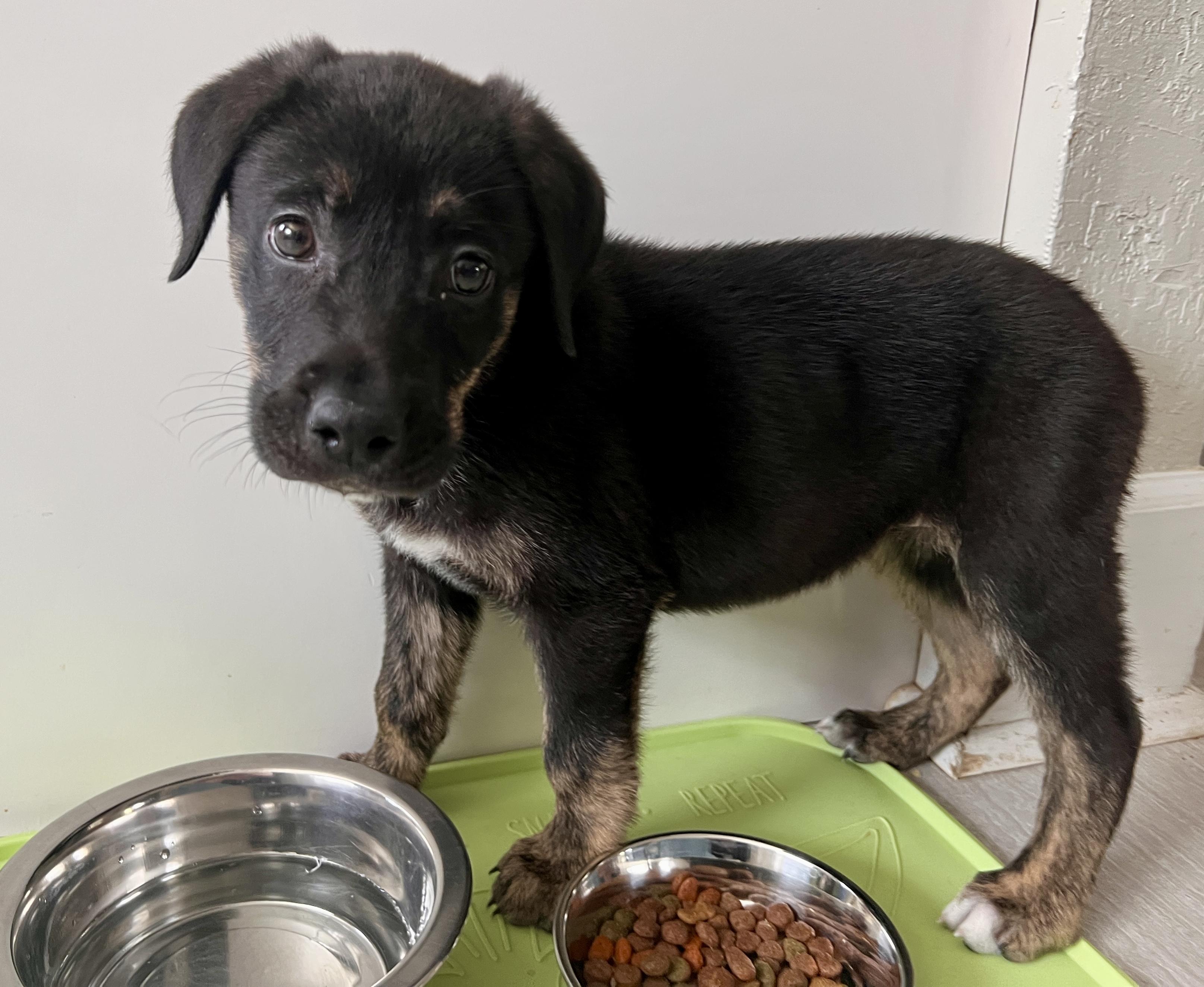 Pippa, an adopted mixed breed in Maitland, FL image 2/3