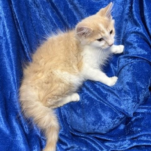Enlarge Skittles, a Adoptable mixed breed in Gainesville, FL image 2/3