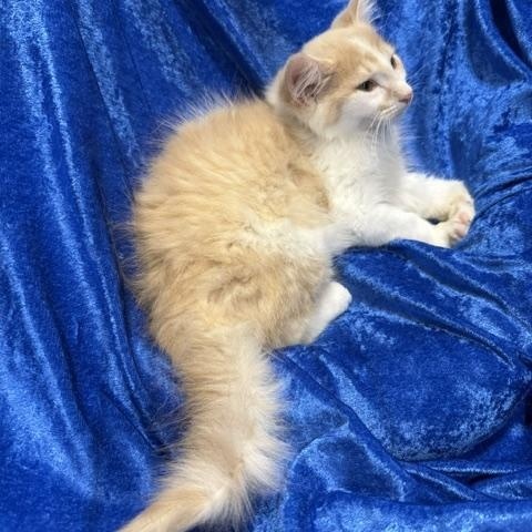 Enlarge Skittles, a Adoptable mixed breed in Gainesville, FL image 3/3