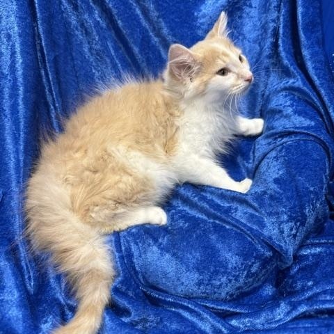 Skittles, Adoptable, Kitten Male Ragamuffin & Maine Coon.