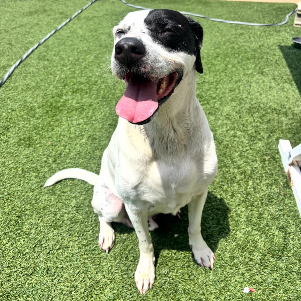 Enlarge Otto, a Adoptable Labrador Retriever in Belleville, IL image 3/6