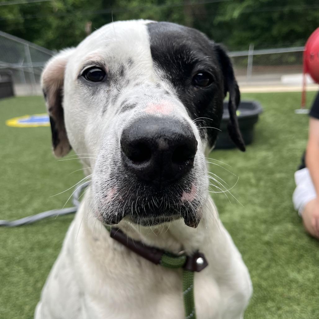 Enlarge Otto, a Adoptable Labrador Retriever in Belleville, IL image 5/6