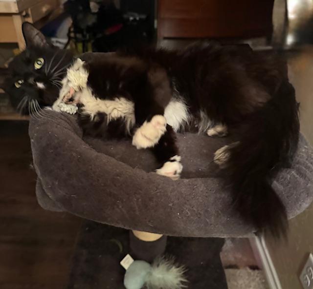 Enlarge Magnolia, a ADOPTABLE Domestic Medium Hair in Las Vegas, NV image 3/3