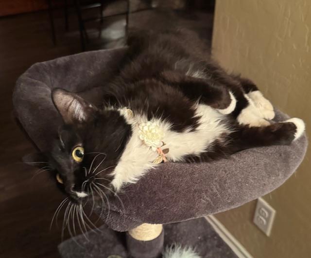 Enlarge Magnolia, a ADOPTABLE Domestic Medium Hair in Las Vegas, NV image 2/3