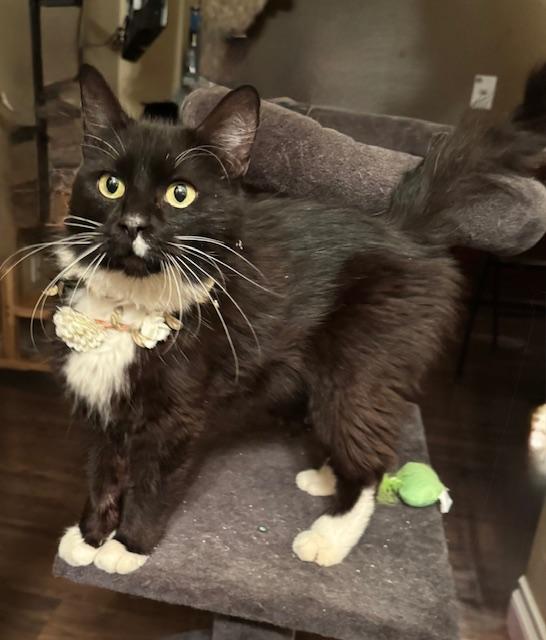 Enlarge Magnolia, a ADOPTABLE Domestic Medium Hair in Las Vegas, NV image 1/3