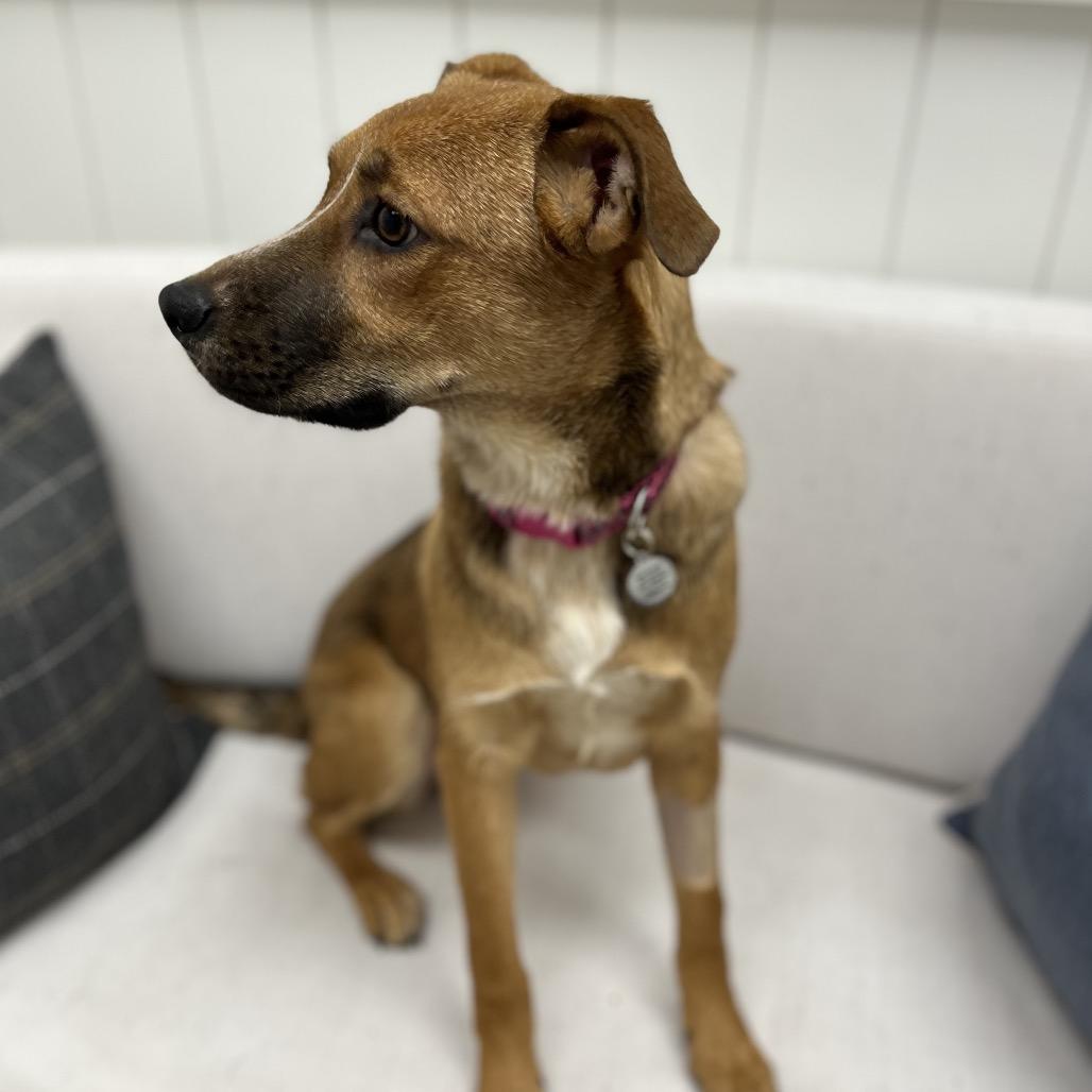 Enlarge Thelma, a Adoptable Labrador Retriever in Chesapeake, VA image 1/6