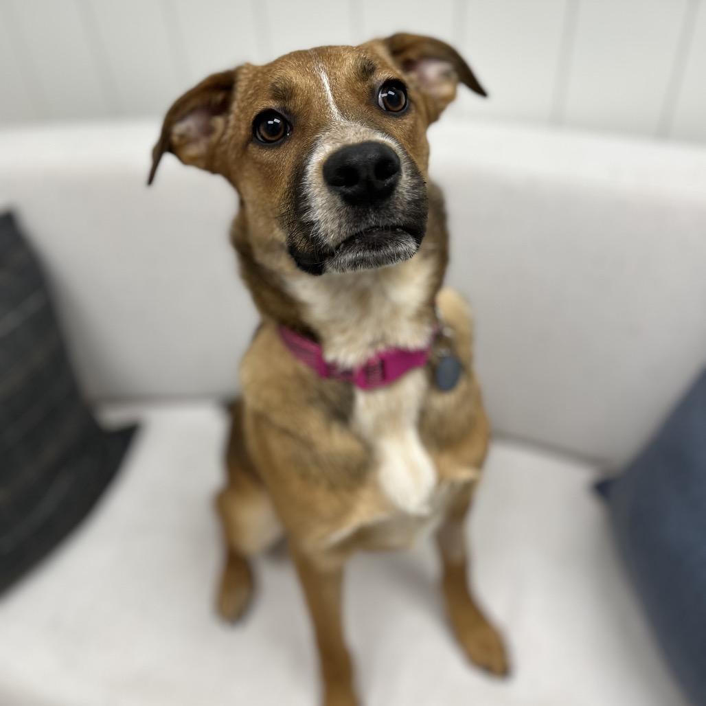 Enlarge Thelma, a Adoptable Labrador Retriever in Chesapeake, VA image 2/6