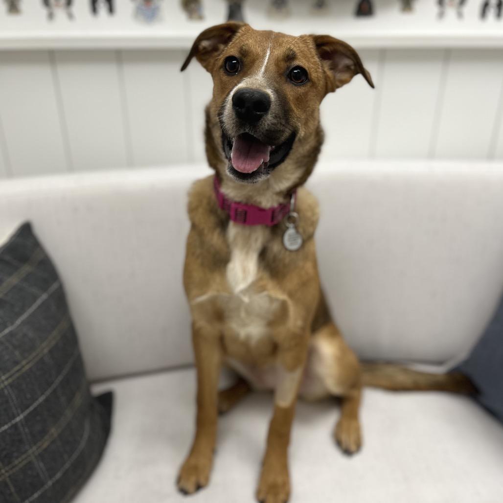 Enlarge Thelma, a Adoptable Labrador Retriever in Chesapeake, VA image 3/6