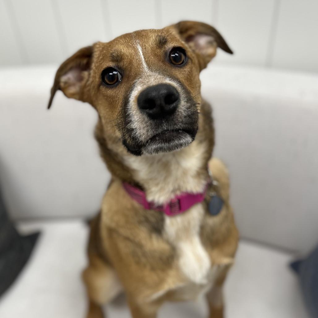 Enlarge Thelma, a Adoptable Labrador Retriever in Chesapeake, VA image 4/6