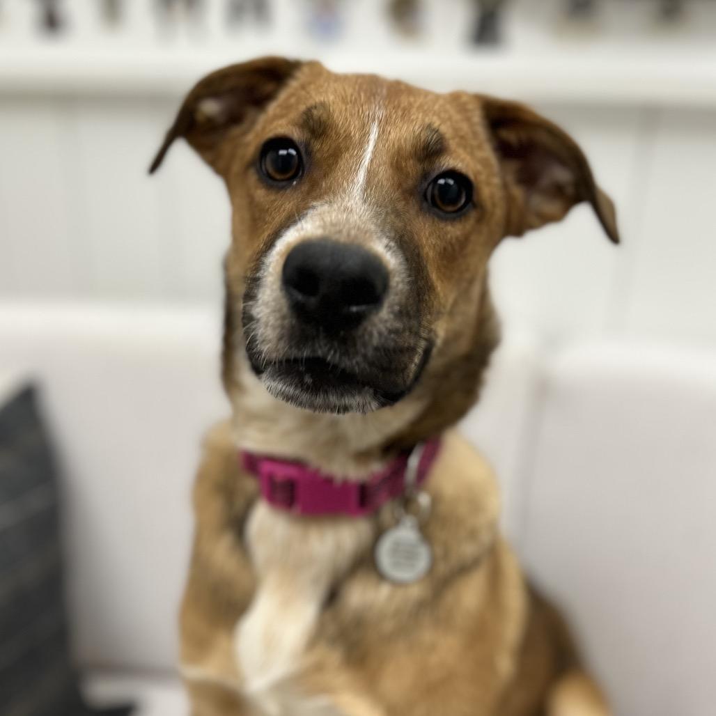 Enlarge Thelma, a Adoptable Labrador Retriever in Chesapeake, VA image 5/6