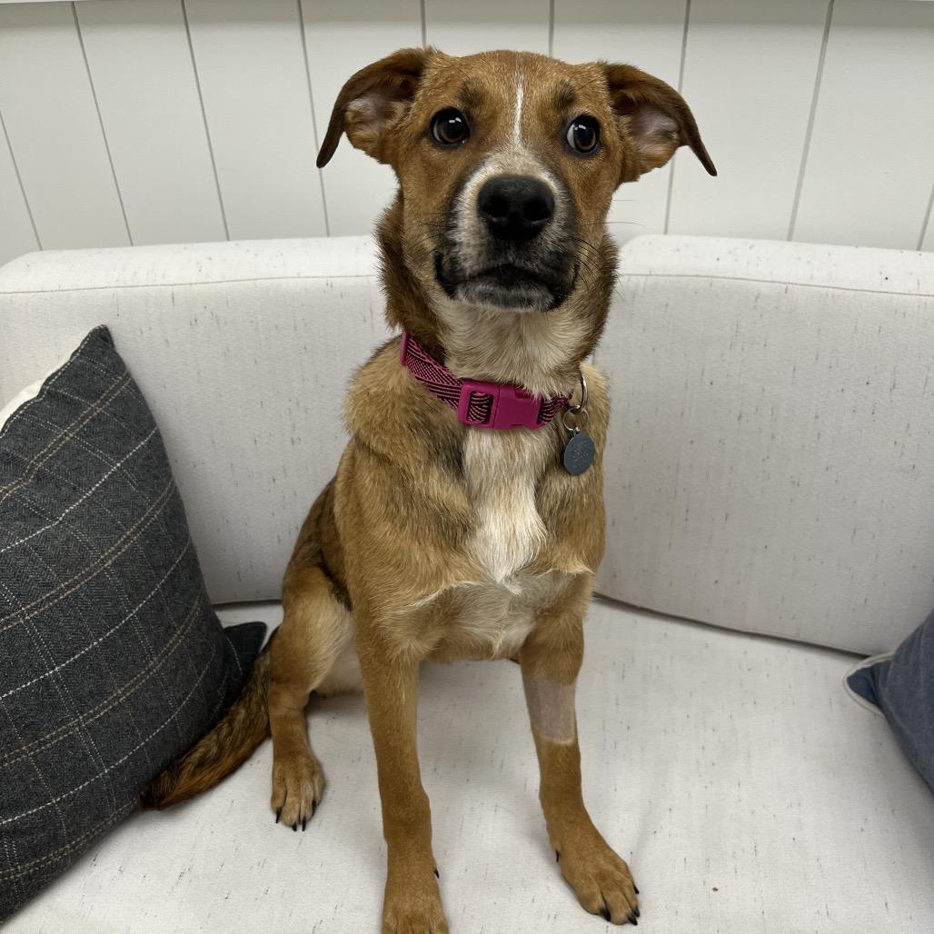 Enlarge Thelma, a Adoptable Labrador Retriever in Chesapeake, VA image 6/6