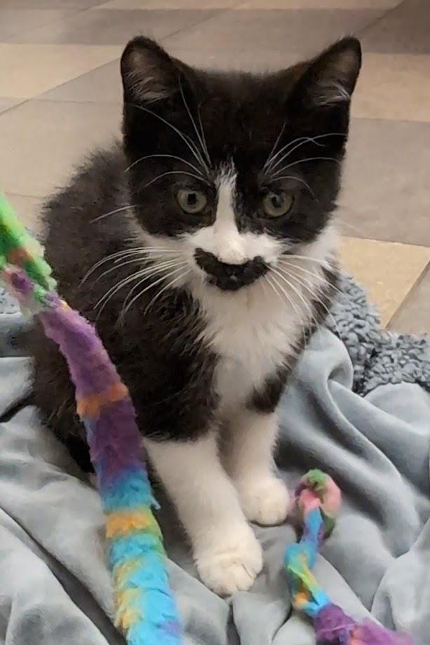 Anthony, Adoptable, Kitten Male Domestic Short Hair.