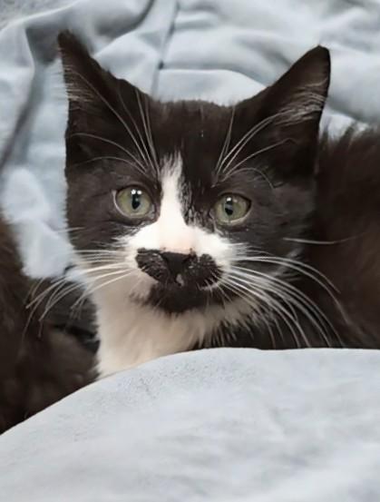 Anthony, a Adoptable Domestic Short Hair in Santa Rosa, CA image 2/2