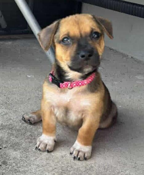 Thalia, Adoptable, Young Female Australian Cattle Dog / Blue Heeler & Chihuahua.