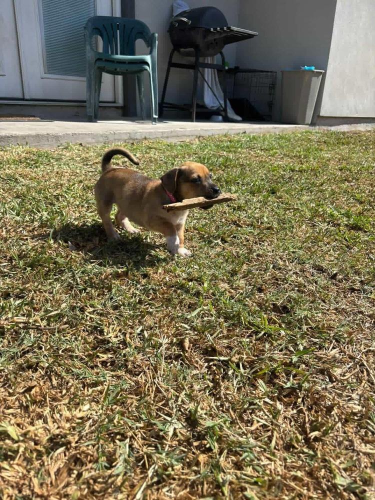Enlarge Thalia, a Adoptable mixed breed in Commerce City, CO image 2/3