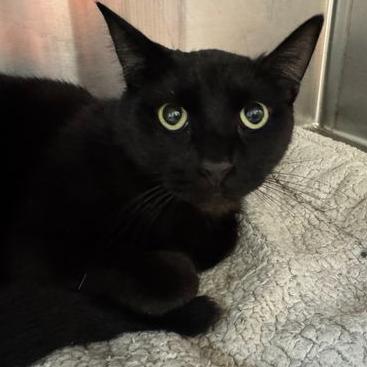 Kevin, a Adoptable Domestic Short Hair in Minneapolis, MN image 3/3