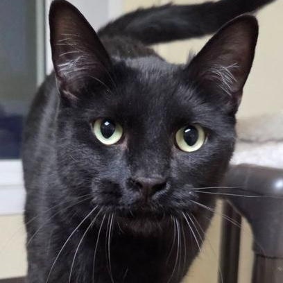 Kevin, adopted, Adult Male Domestic Short Hair.