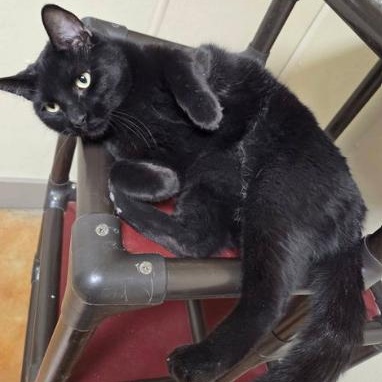 Kevin, a Adoptable Domestic Short Hair in Minneapolis, MN image 2/3