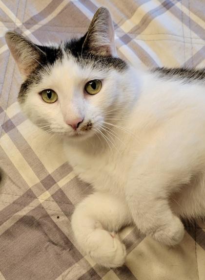 Linus - Available in Foster, Adoptable, Adult Male Domestic Short Hair & Domestic Short Hair.