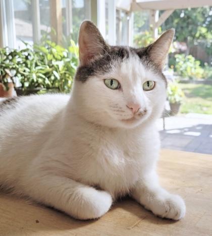 Enlarge Linus - Available in Foster, a Adoptable Domestic Short Hair in Madison, NJ image 2/3