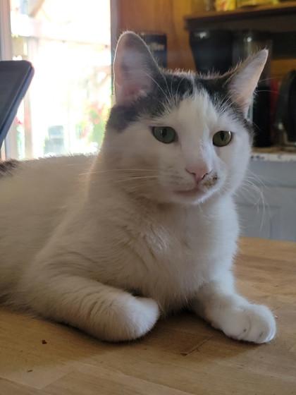 Linus - Available in Foster, a Adoptable Domestic Short Hair in Madison, NJ image 1/3