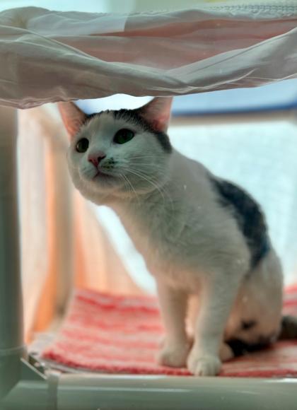 Enlarge Linus - Available in Foster, a Adoptable Domestic Short Hair in Madison, NJ image 1/3