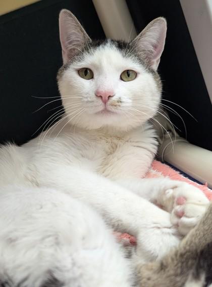 Enlarge Linus - Available in Foster, a Adoptable Domestic Short Hair in Madison, NJ image 2/3