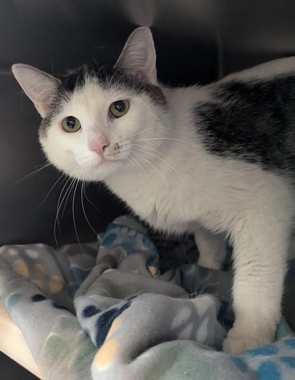 Linus - Available in Foster, Adoptable, Adult Male Domestic Short Hair & Domestic Short Hair.