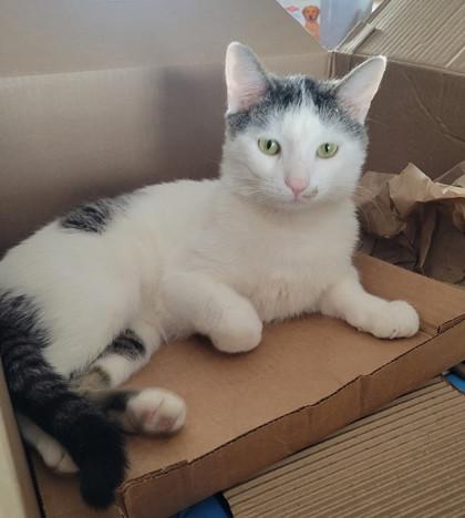 Linus - Available in Foster, Adoptable, Adult Male Domestic Short Hair & Domestic Short Hair.