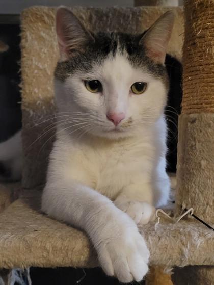 Linus - Available in Foster, a Adoptable Domestic Short Hair in Madison, NJ image 2/3