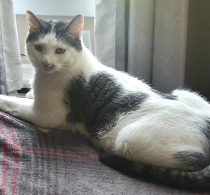 Enlarge Linus - Available in Foster, a Adoptable Domestic Short Hair in Madison, NJ image 3/3