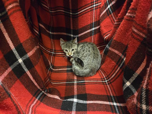 Enlarge PIPPIN, a Adoptable Domestic Short Hair in Winter Haven, FL image 1/1