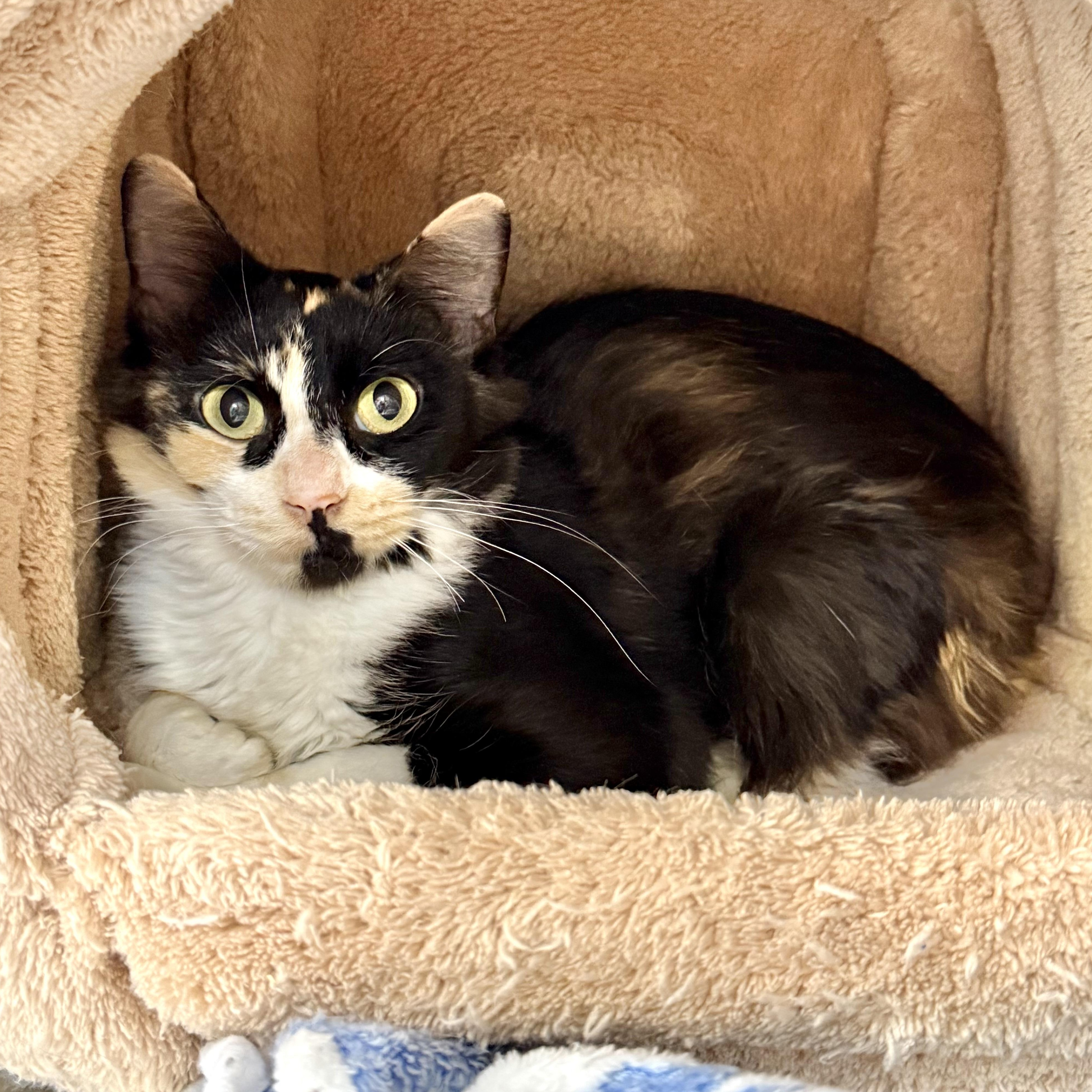 Enlarge Brie, a ADOPTABLE Domestic Medium Hair in Collierville, TN image 4/4