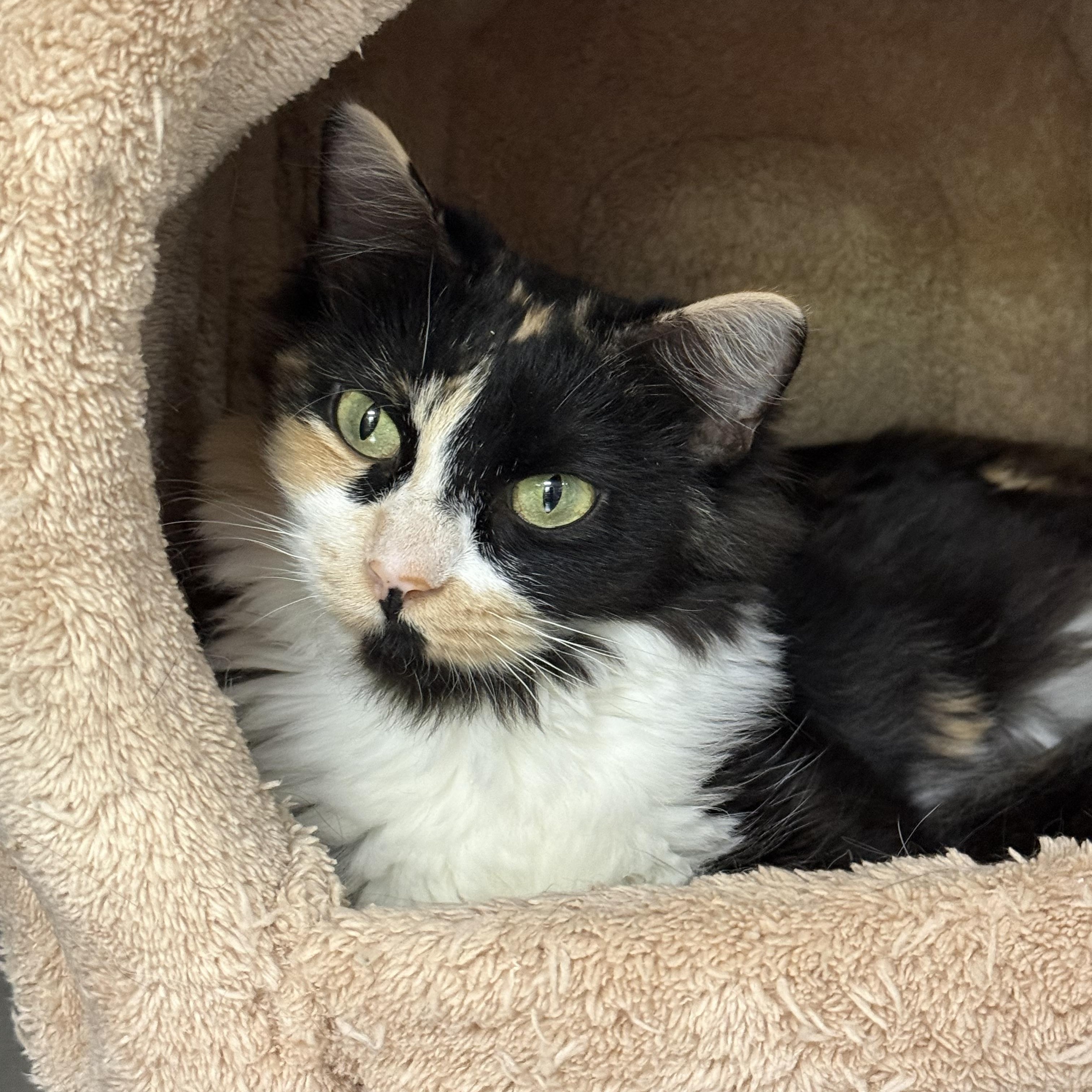 Enlarge Brie, a ADOPTABLE Domestic Medium Hair in Collierville, TN image 5/5