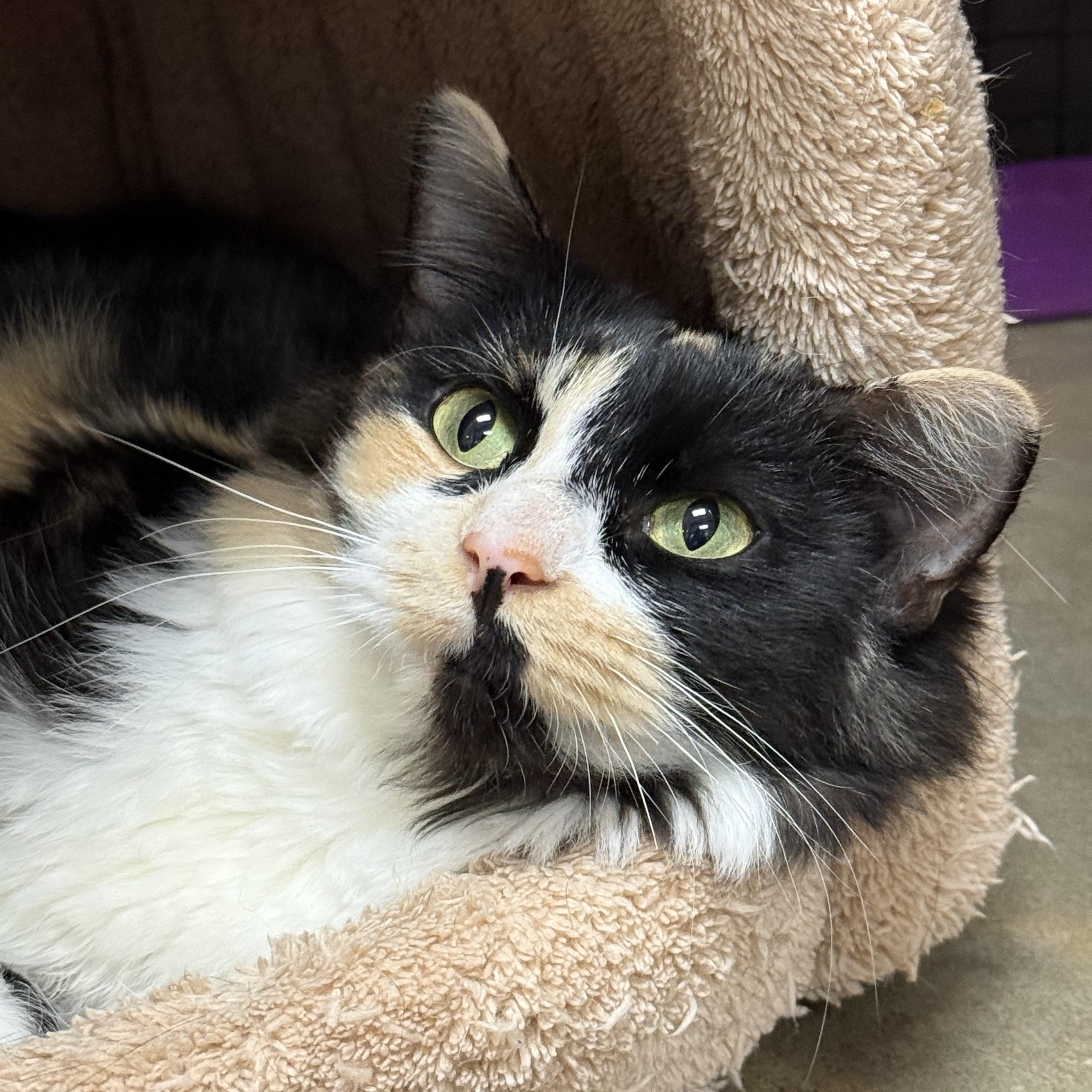 Brie, ADOPTABLE, Adult Female Domestic Medium Hair.