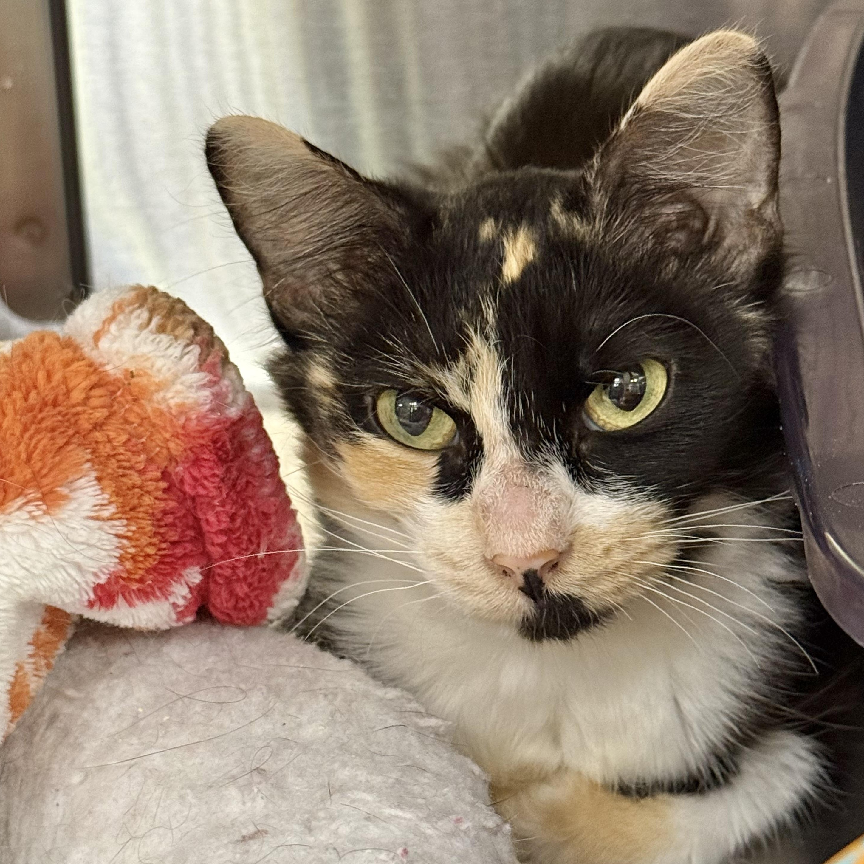 Enlarge Brie, a ADOPTABLE Domestic Medium Hair in Collierville, TN image 2/4