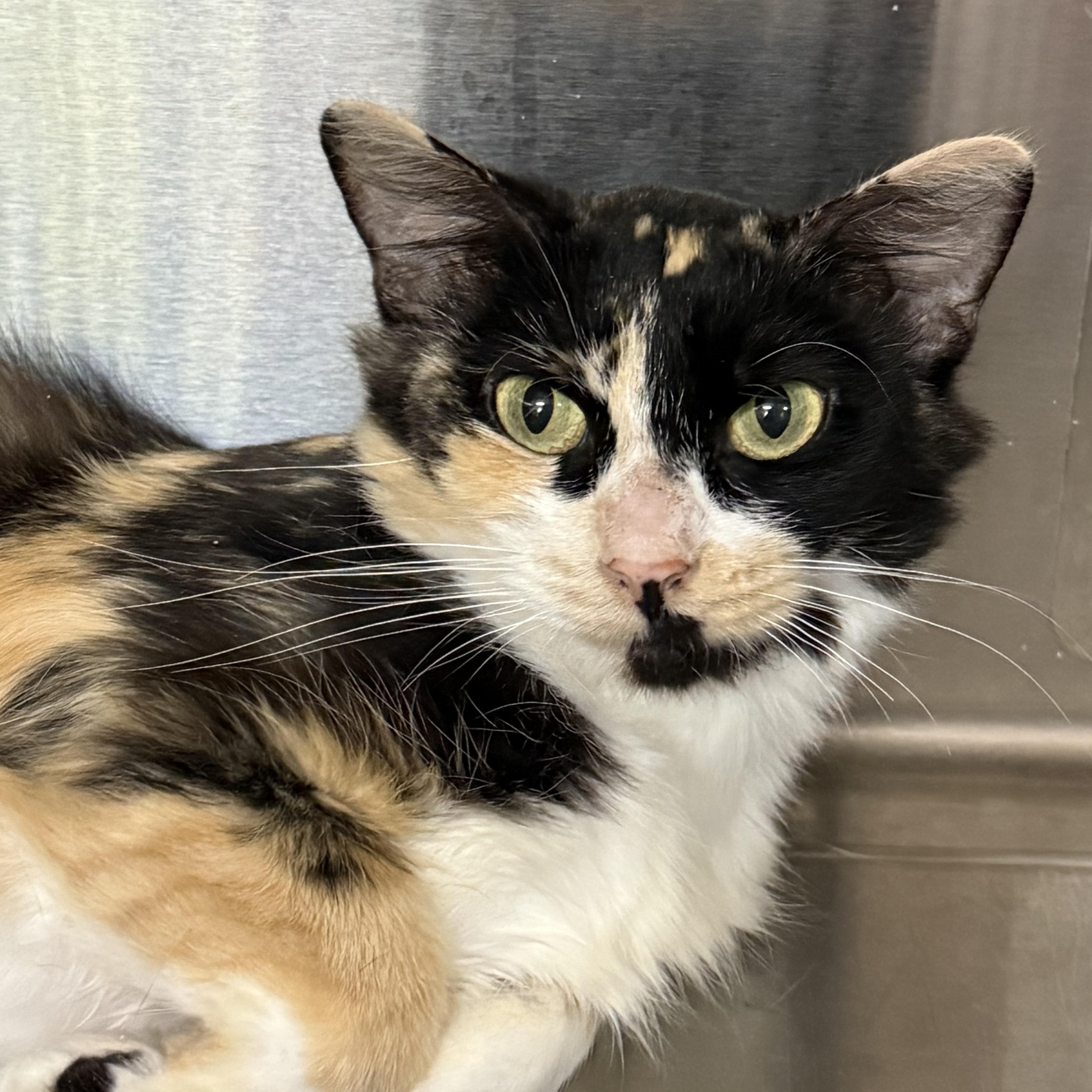 Enlarge Brie, a ADOPTABLE Domestic Medium Hair in Collierville, TN image 3/4