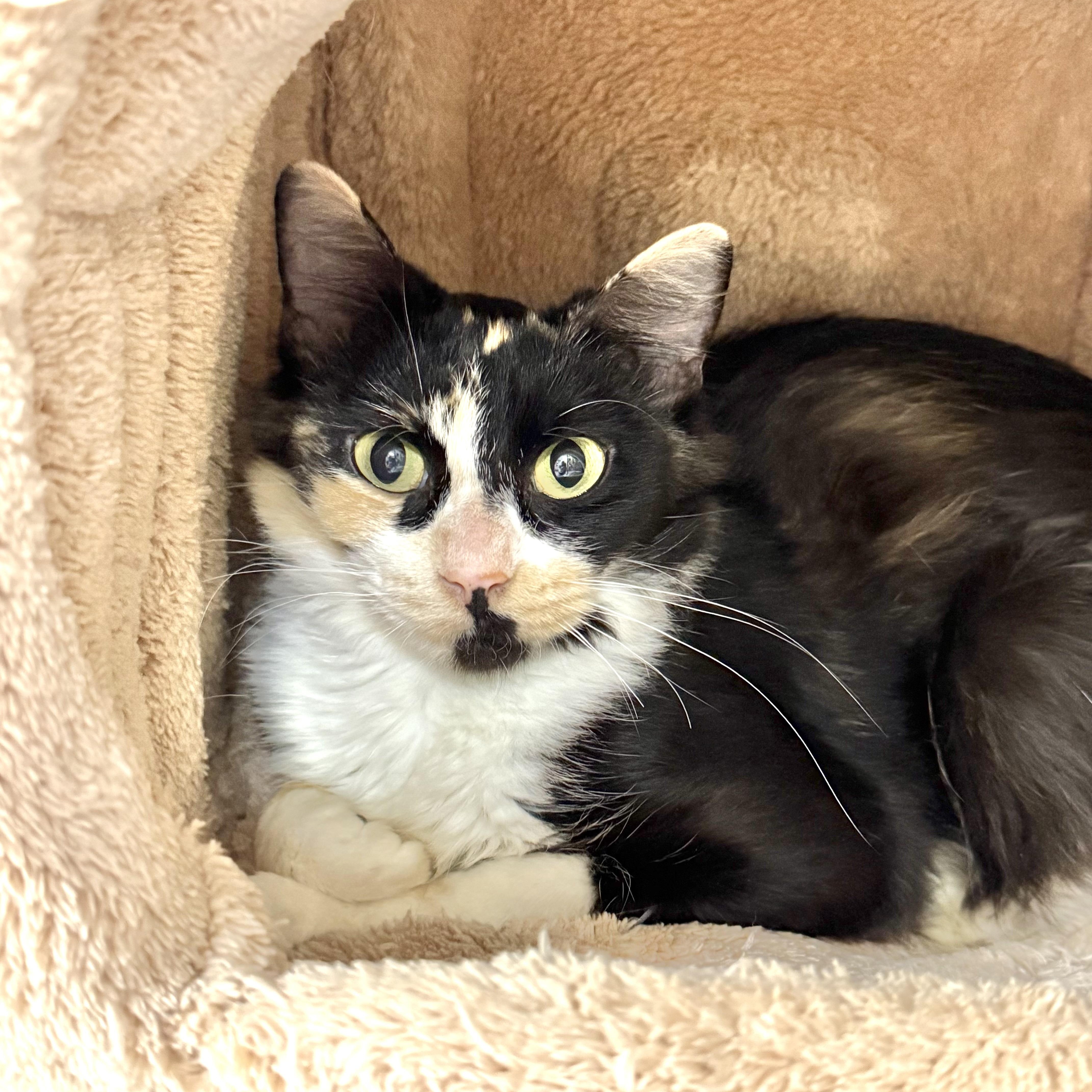 Brie, ADOPTABLE, Adult Female Domestic Medium Hair.