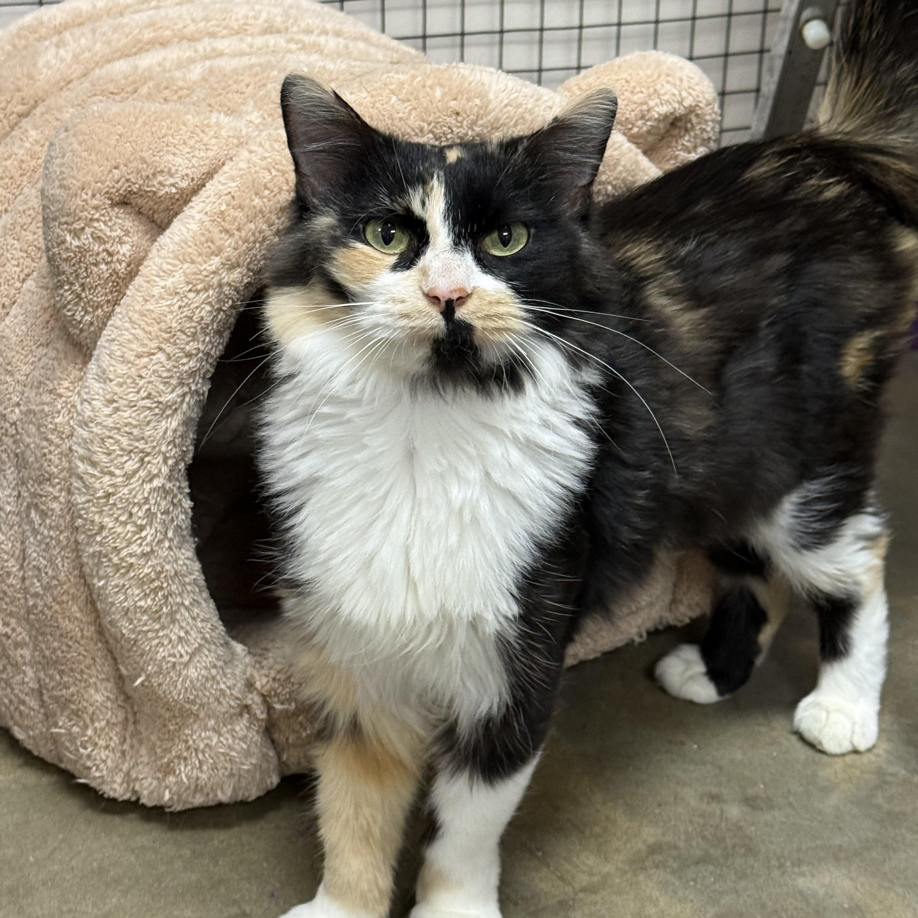 Enlarge Brie, a ADOPTABLE Domestic Medium Hair in Collierville, TN image 3/5