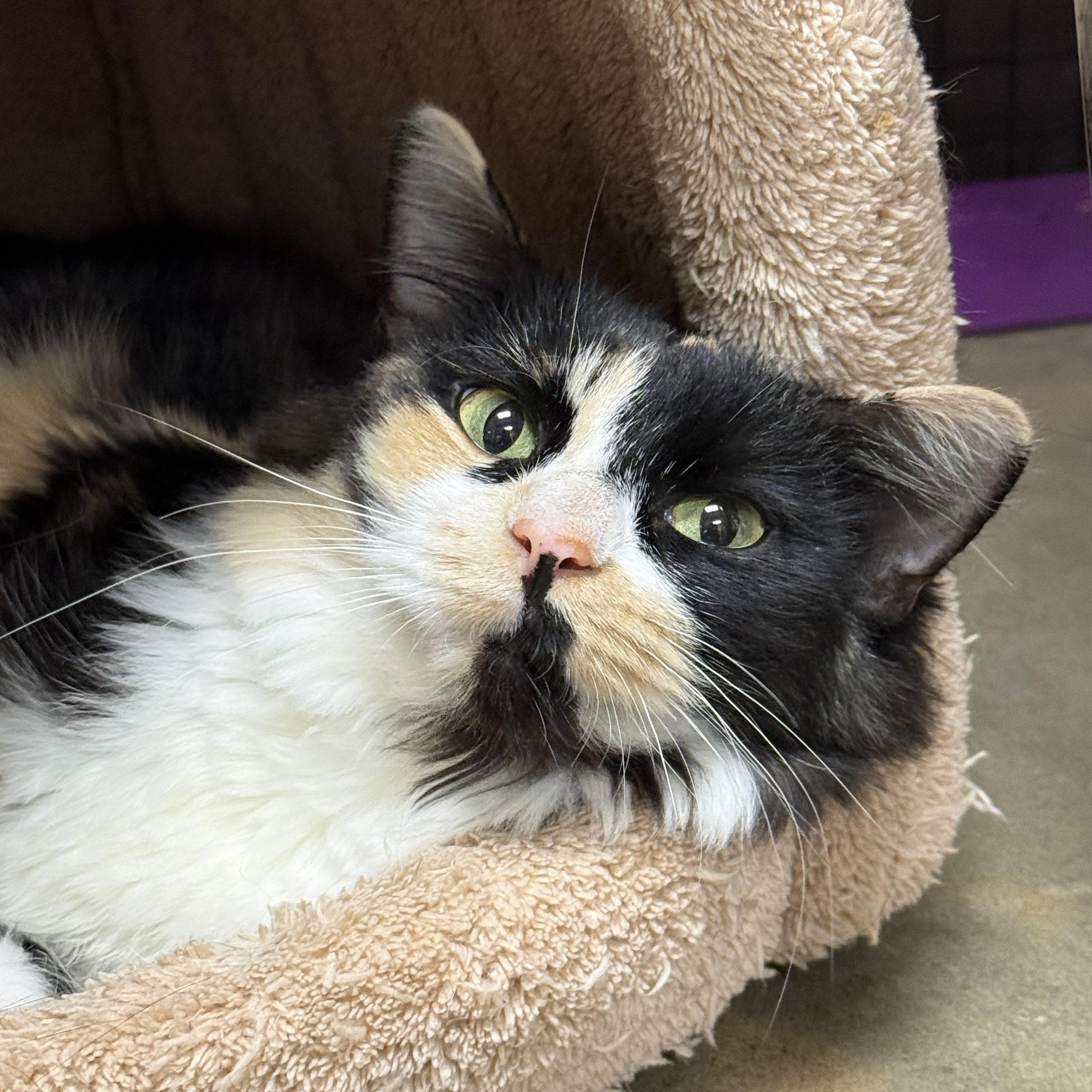 Enlarge Brie, a ADOPTABLE Domestic Medium Hair in Collierville, TN image 4/5