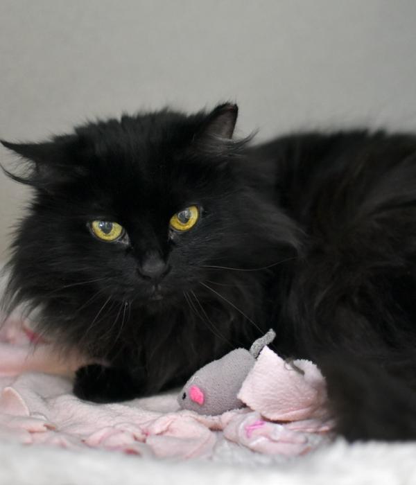 Enlarge Violet, a Adoptable Domestic Long Hair in Marietta, GA image 1/3