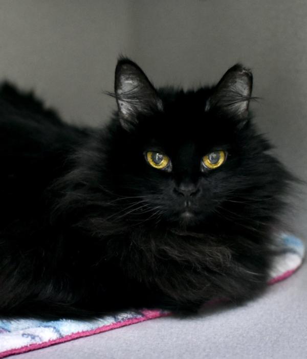 Enlarge Violet, a Adoptable Domestic Long Hair in Marietta, GA image 2/3