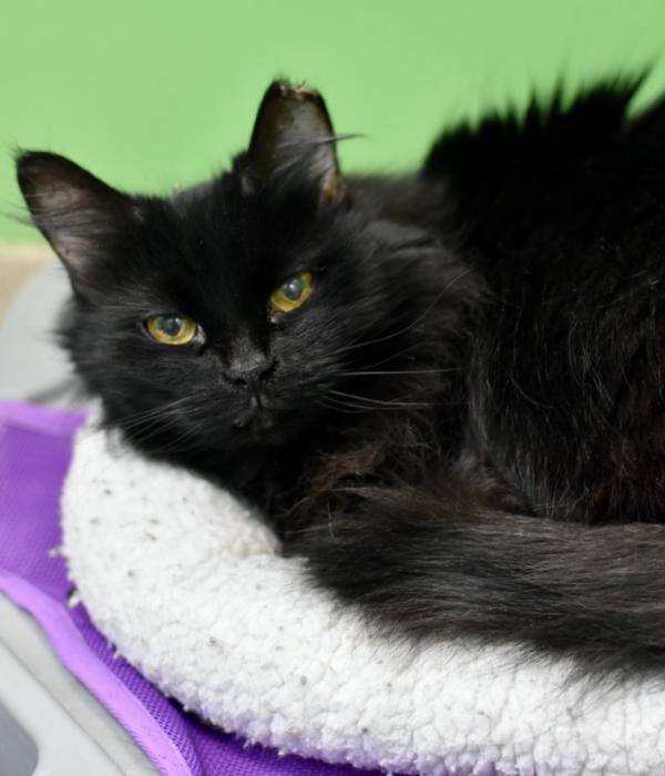 Enlarge Violet, a Adoptable Domestic Long Hair in Marietta, GA image 3/3