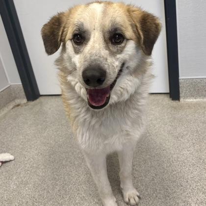 Izzy, adopted, Adult Female Mixed Breed.