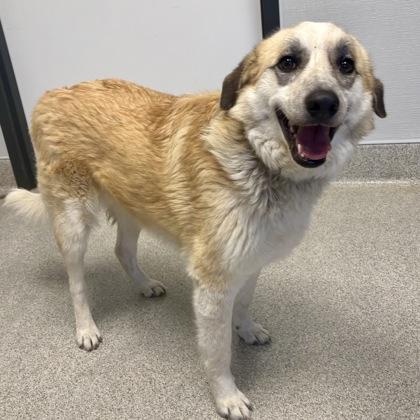 Enlarge Izzy, an adopted Mixed Breed in Lansing, MI image 2/3